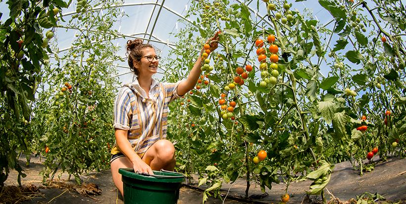 Student harvests tomatoes in greenhouse on Sustainable Student Farm. 